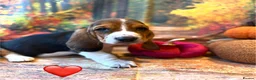 Basset Hound dogs for sale: Stunning basset puppies - Advert 3