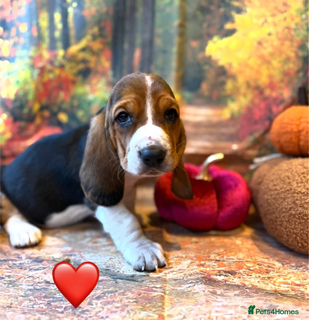 Basset Hound dogs for sale: Stunning basset puppies - Advert 3