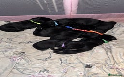 Mixed Breed dogs for sale: Labrador X Yorkshire terrier  - Image 18
