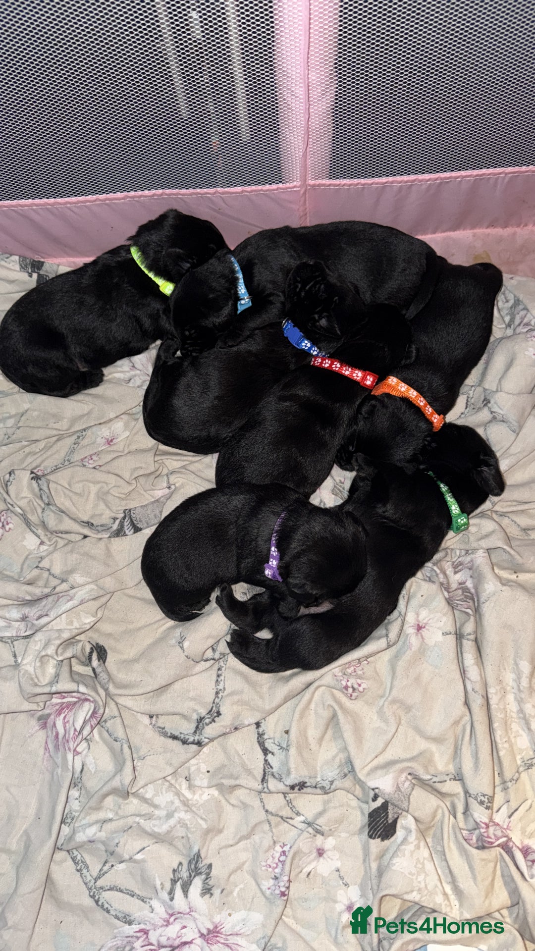 Mixed Breed dogs for sale: Labrador X Yorkshire terrier  - Image 18