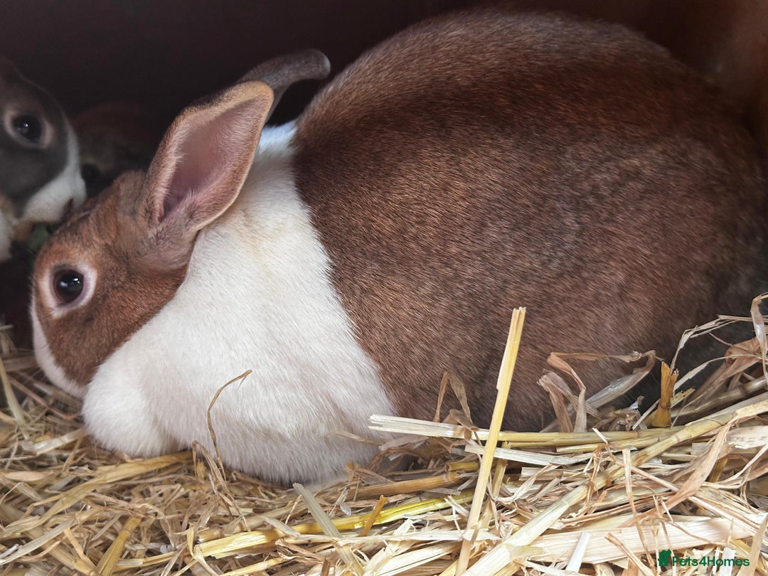 Dutch rabbits for sale: Large female breeding Dutch rabbit for sale £FREE - Advert 2