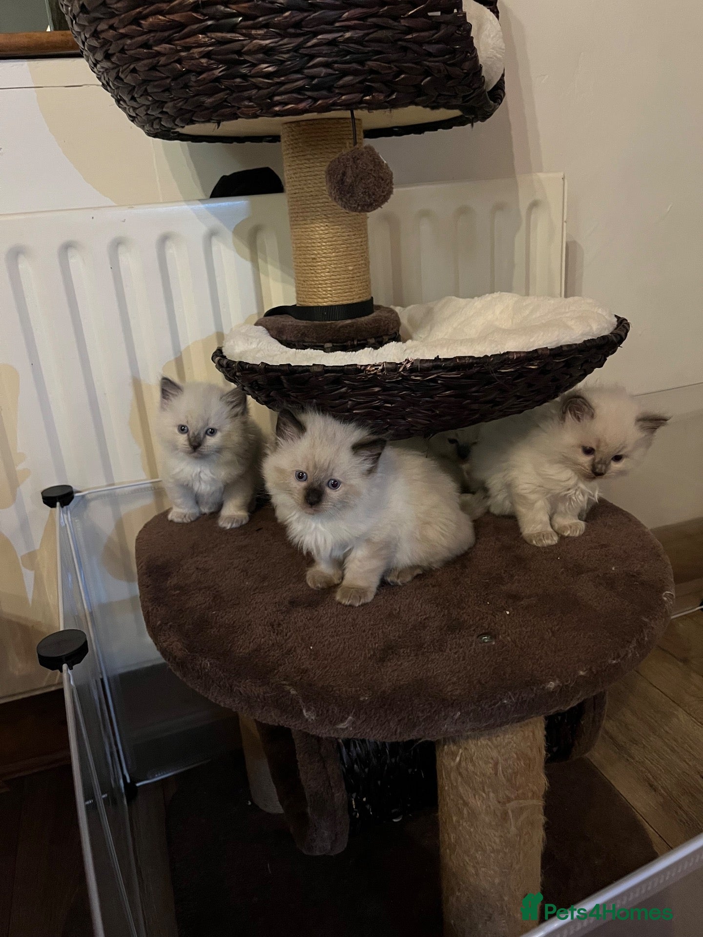 Ragdoll cats Chunky Ragdoll kittens - Advert 15