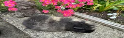 Guinea Pig rodents for sale: Beautiful Swiss sows (female)  - Advert 10