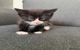 British Longhair cats for sale: 1 boy (black) 3 girls  - Image 1