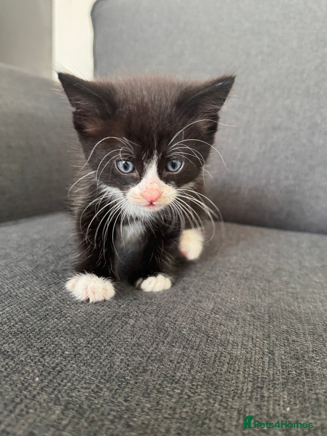 British Longhair cats for sale: 1 boy (black) 3 girls  - Image 1