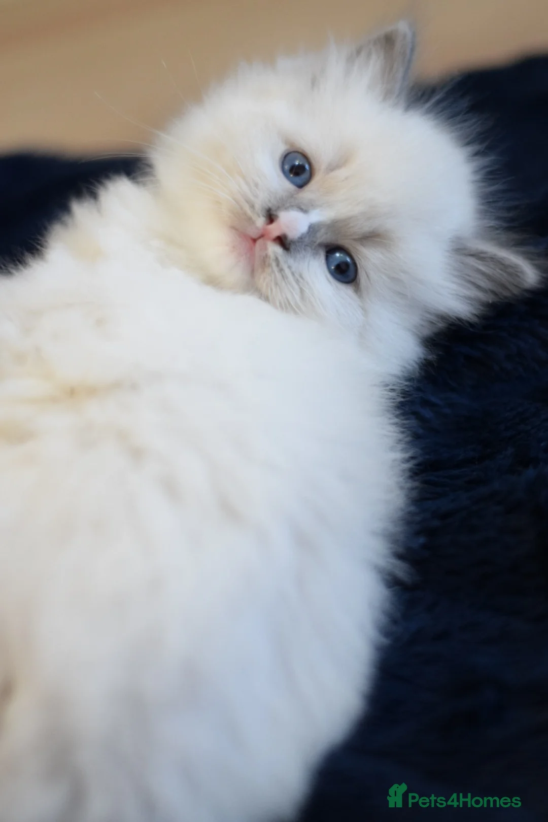 Ragdoll cats for sale: Adorable Ragdoll Kittens Looking for Forever Homes - Advert 20
