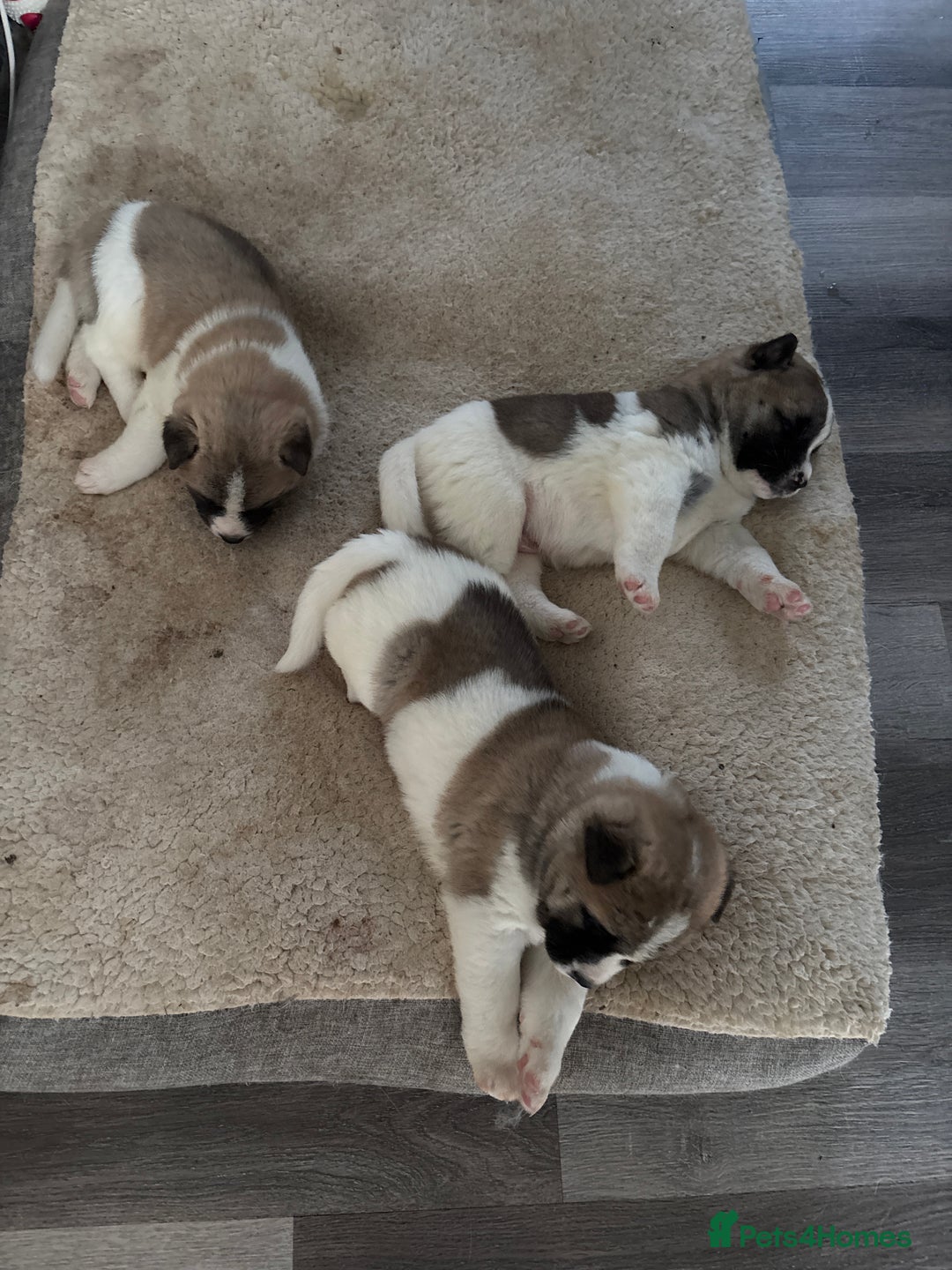 Akita dogs for sale: 3 male American Akita pups for sale - Advert 1