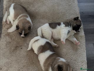 Akita dogs 3 male American Akita pups for sale - Advert 5