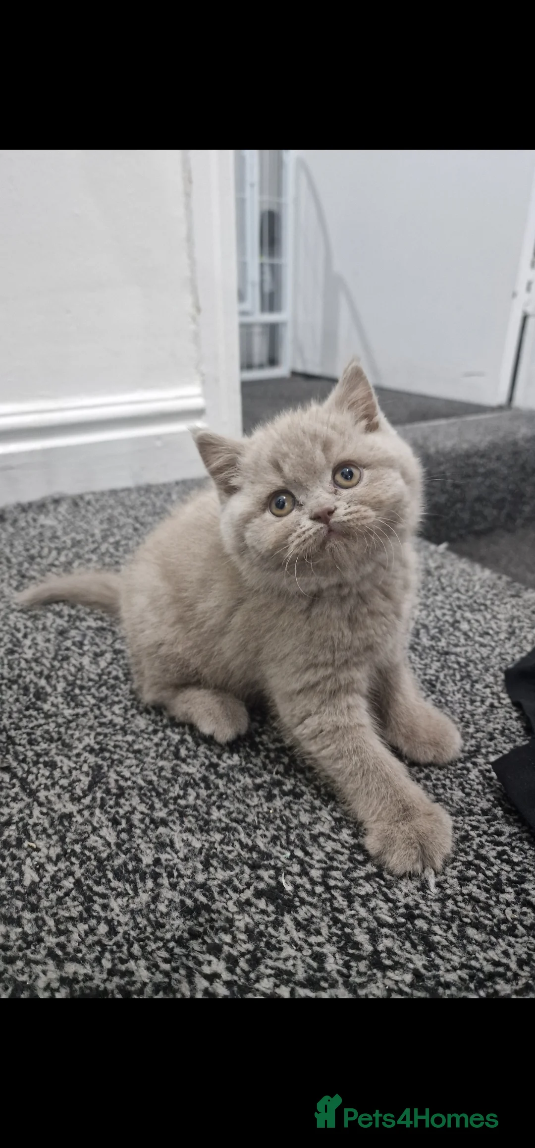 British Shorthair cats for sale: LAST ONE! Male Lilac British Shorthair For Sale! - Advert 4