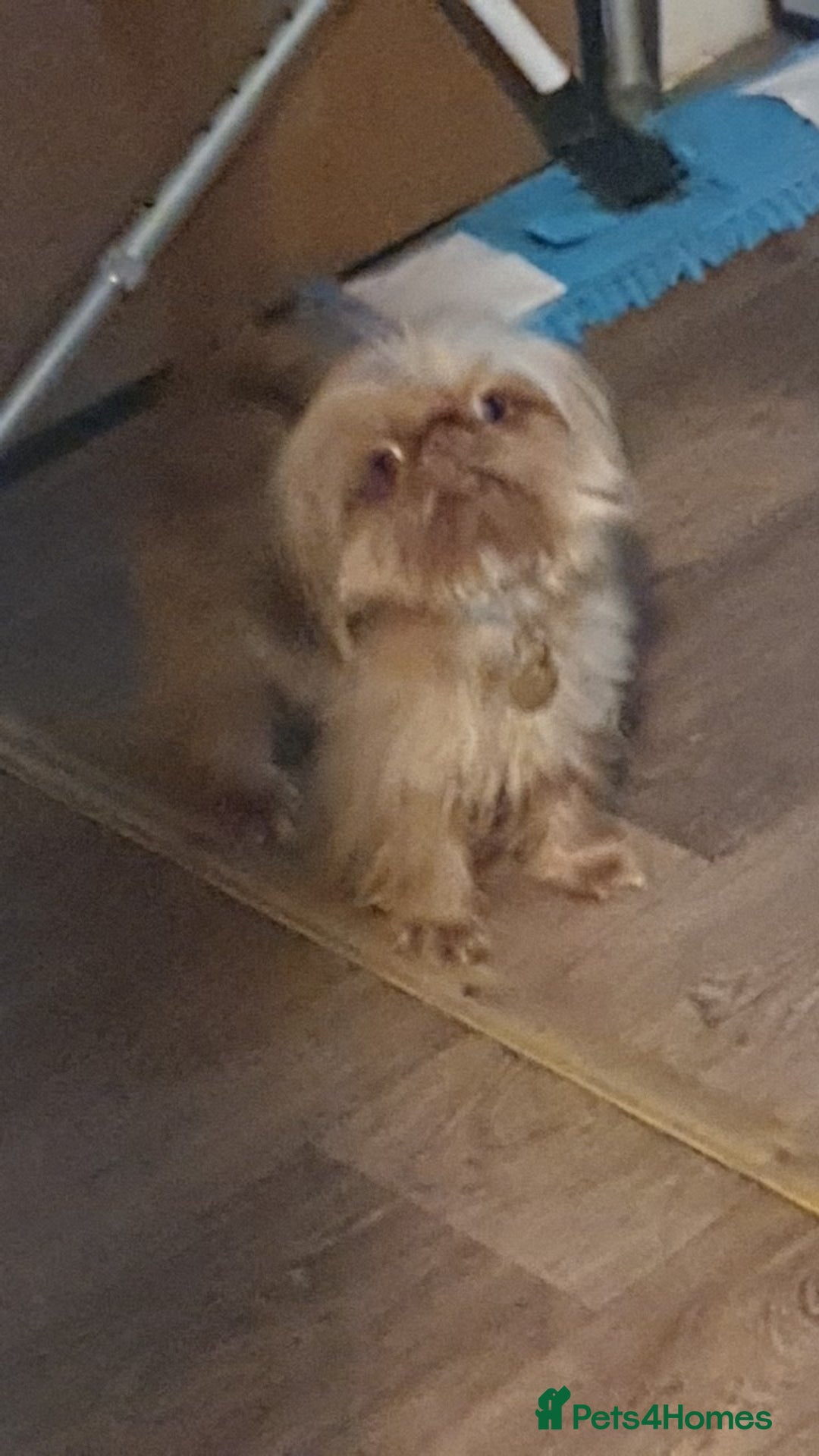 Shih Tzu dogs for stud: imperial orange/gold 1.7kg tiny boy for stud - Advert 2