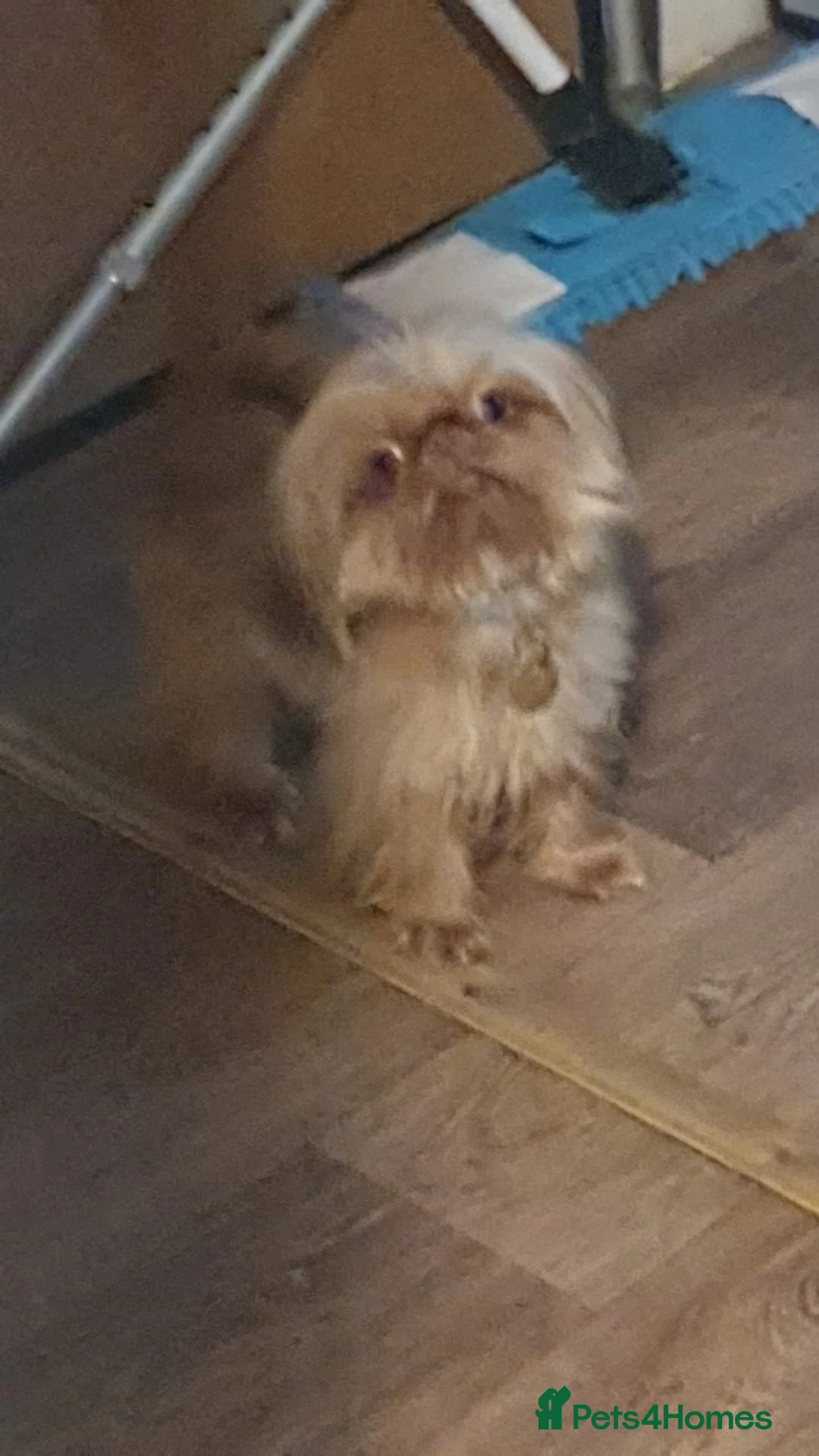 Shih Tzu dogs for stud: imperial orange/gold 1.7kg tiny boy for stud - Advert 2