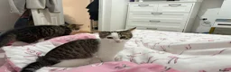 Mixed Breed cats for sale: URGENT HOME FOR MOUDI AND FLUFFY  in London - Advert 3
