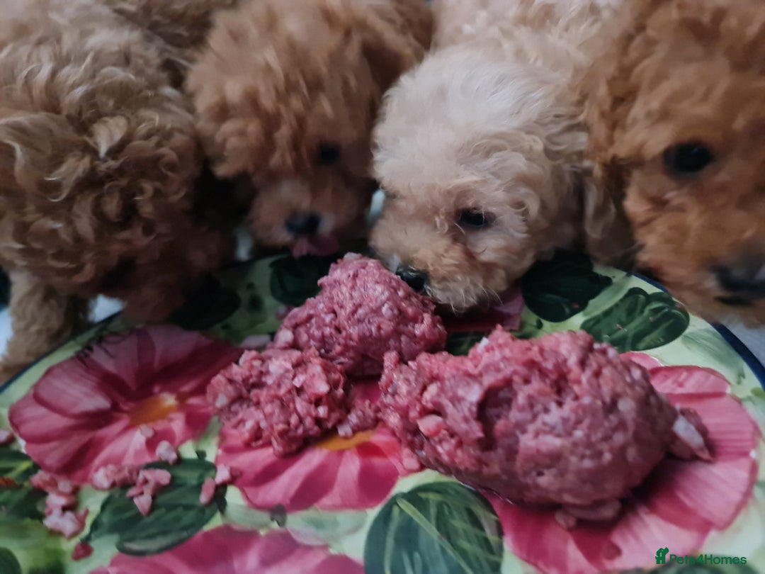 Toy Poodle dogs for sale: Tiny kc Russian background toy poodle poppies  - Image 32