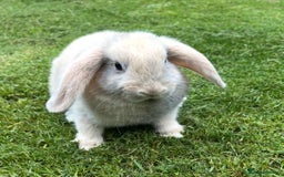 Mini Lop rabbits for sale: Mini Lops Ready now!!!!  in Coalville - Image 29