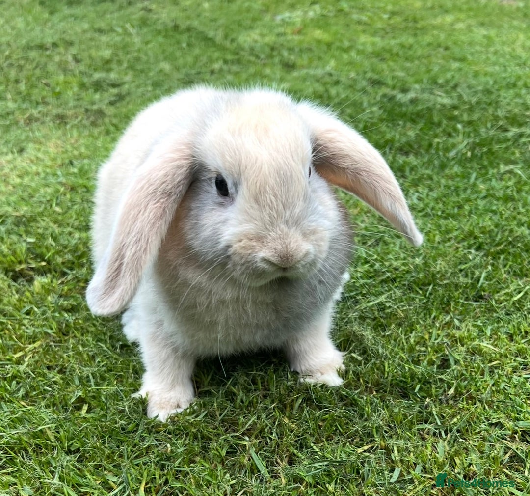 Mini Lop rabbits for sale: Mini Lops Ready now!!!!  in Coalville - Image 29