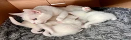 Mixed Breed cats for sale: Gorgeous Kittens - 2 Girls left in Nottingham - Advert 13