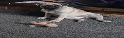 Pug dogs for sale: Beautiful female pug in Sutton-in-Ashfield - Advert 2