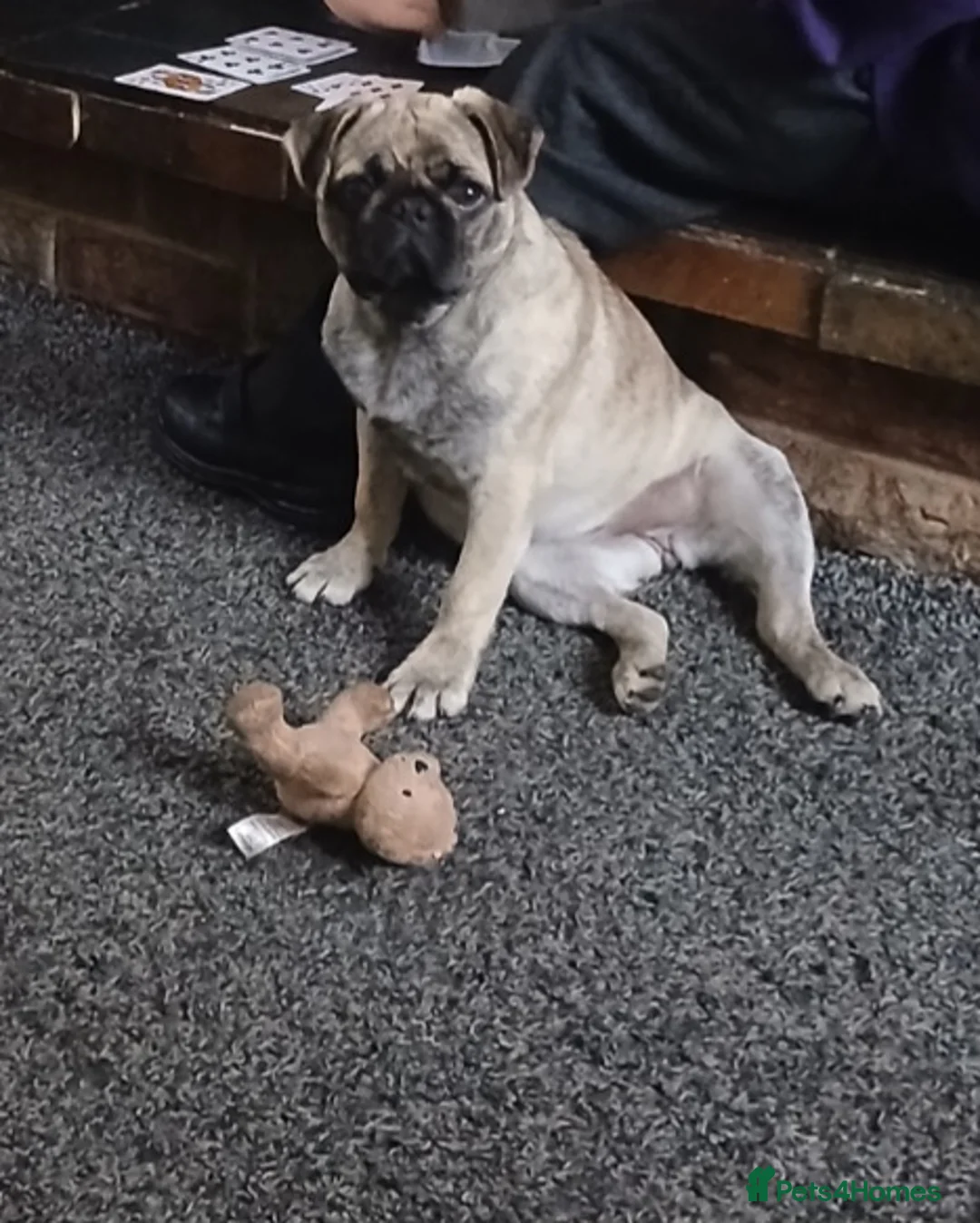 Pug dogs for sale: Beautiful female pug in Sutton-in-Ashfield - Advert 2
