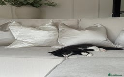 Mixed Breed cats for sale: Our Beautiful Dice - Image 8