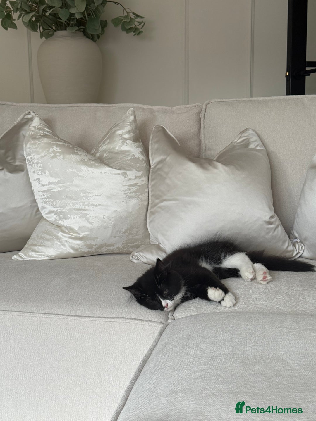 Mixed Breed cats for sale: Our Beautiful Dice - Image 8