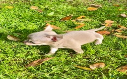 Chihuahua dogs for sale: Stunning KC Chihuahua puppies 🇬🇧 bloodlines - Image 19