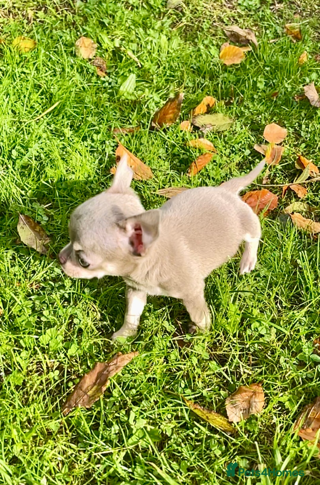 Chihuahua dogs for sale: Stunning KC Chihuahua puppies 🇬🇧 bloodlines - Image 19