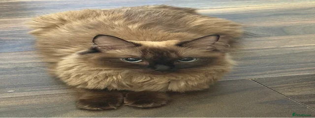 Baozi
