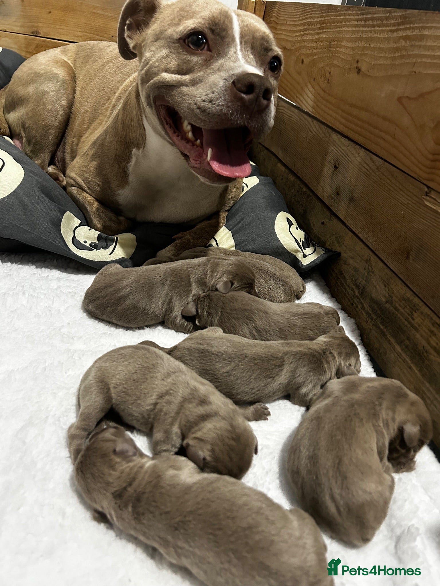Mixed Breed dogs BEAUTIFUL SILVER STAFFADORS  - Advert 2