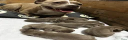 Mixed Breed dogs for sale: BEAUTIFUL SILVER STAFFADORS  - Advert 1