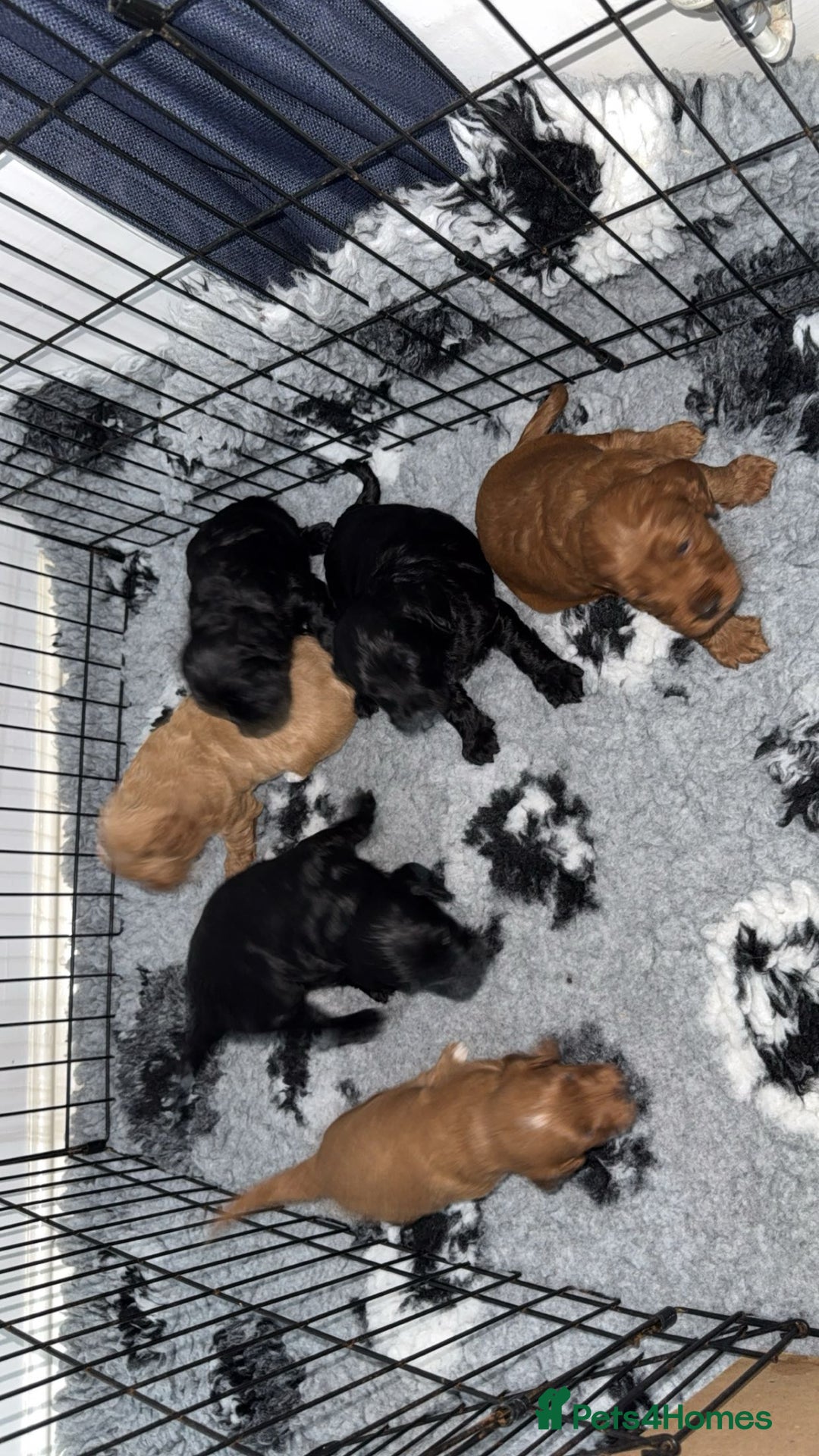 Cockapoo dogs for sale: Cockapoo puppies  - Image 21