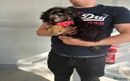 Cavapoo dogs for sale: Little man needs a loving home  - Image 2