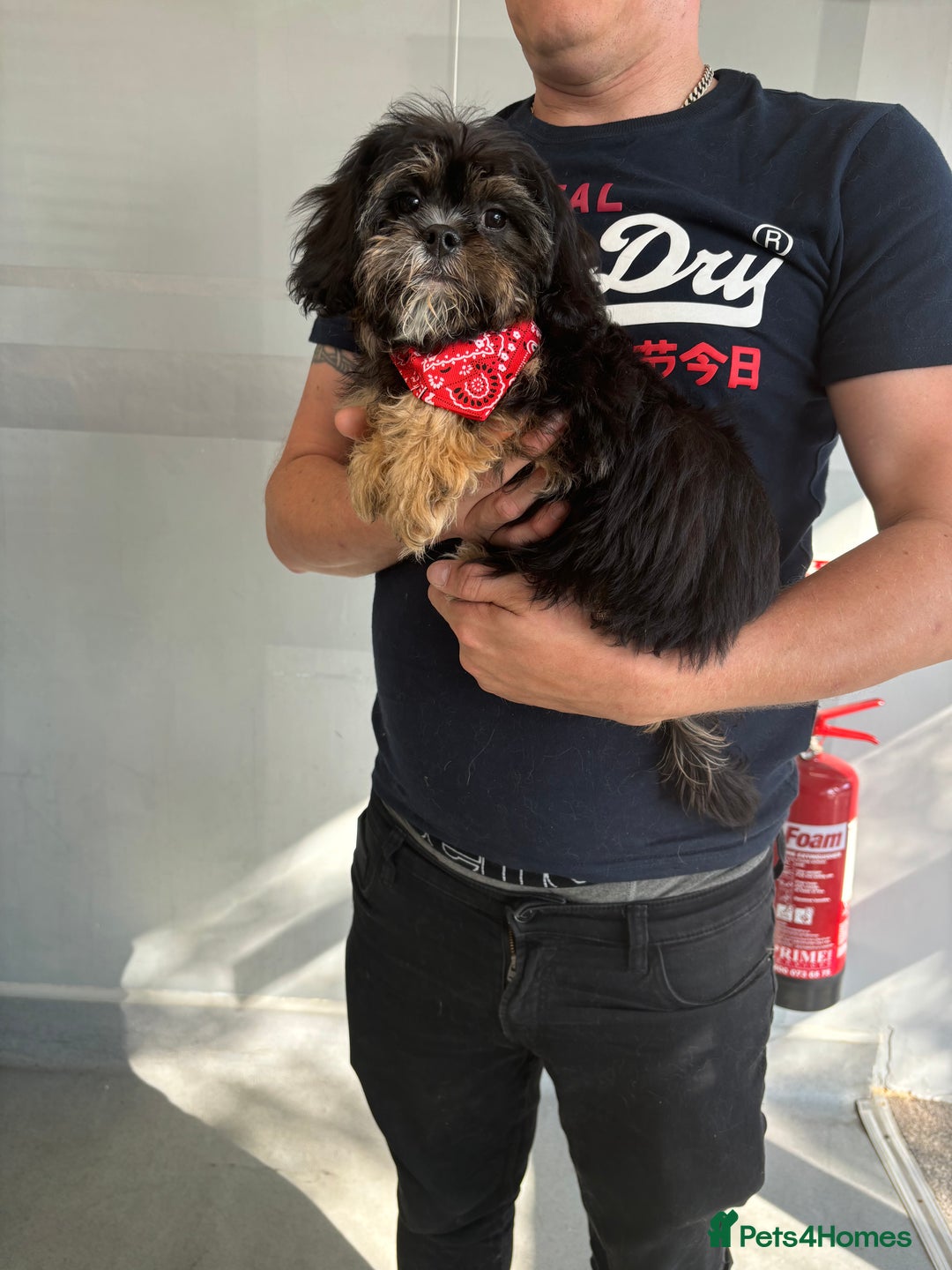 Cavapoo dogs for sale: Little man needs a loving home  - Image 2