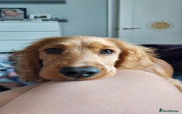 Cocker Spaniel dogs for sale: Our lovely Mina - Image 4