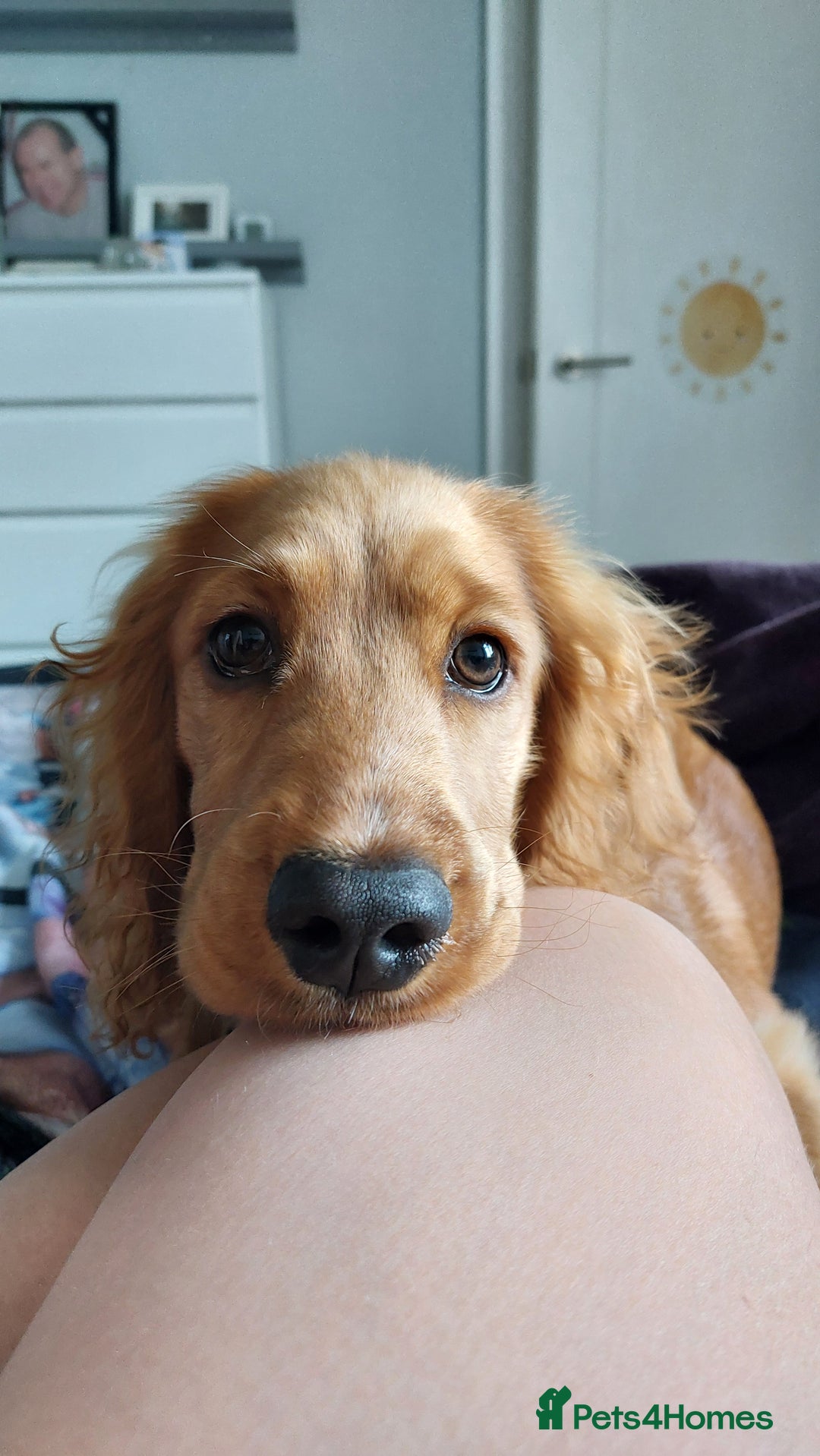 Cocker Spaniel dogs for sale: Our lovely Mina - Image 4