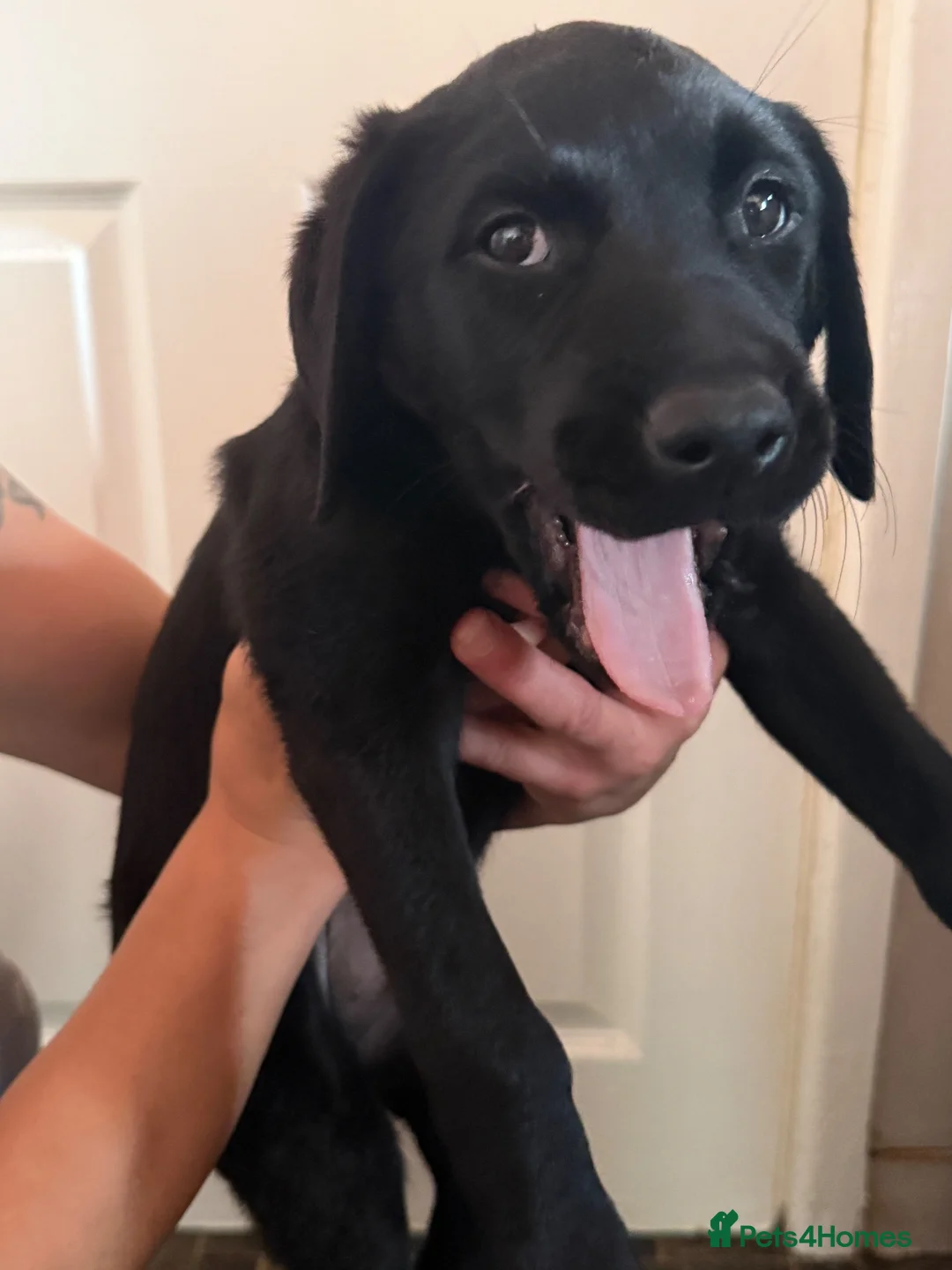 Labrador Retriever dogs for sale: Labrador puppies looking for a forever home - Advert 12