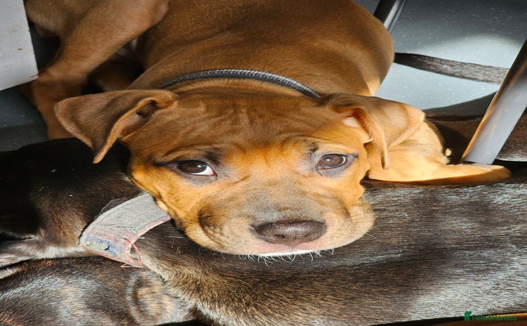 Bullmastiff dogs - Advert 2