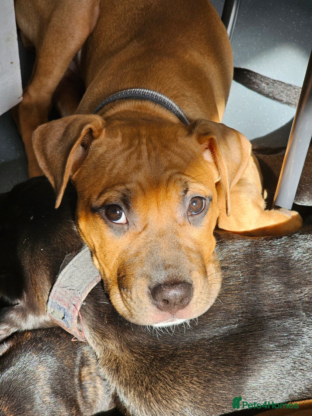 Bullmastiff dogs for sale: Female bullmastiff puppy  - Image 1