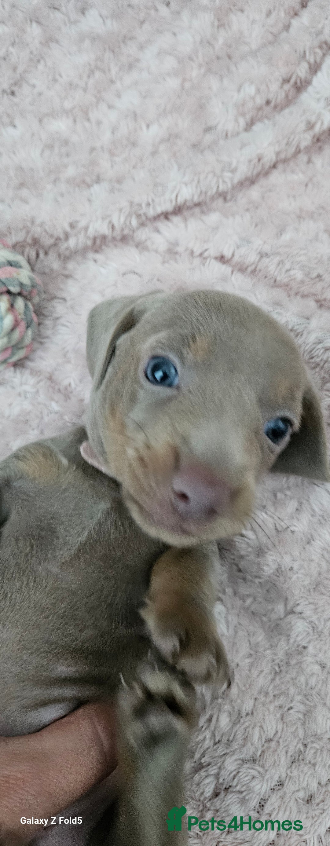 Miniature Dachshund dogs for sale: Silver and Tan Miniature Dachshunds  - Image 7
