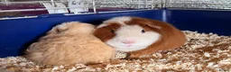 Guinea Pig rodents for sale: Bonded Guinea pig boars  - Advert 4