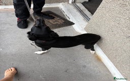 Mixed Breed dogs for sale: 11 month old puppy - Image 5