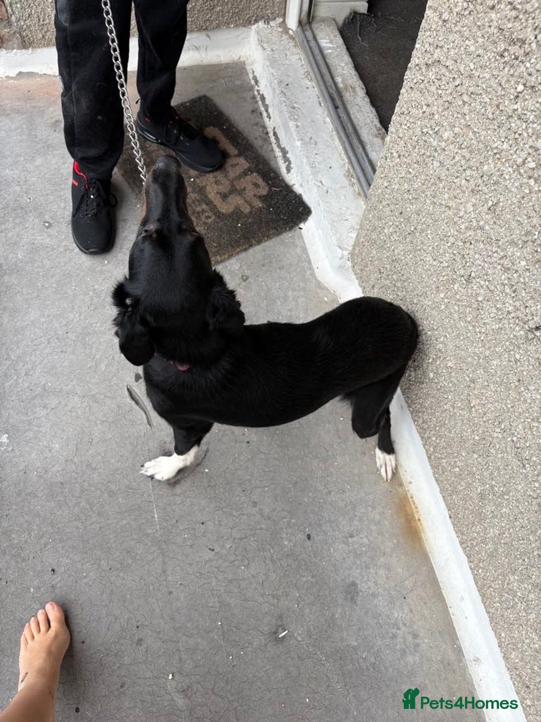 Mixed Breed dogs for sale: 11 month old puppy - Image 5
