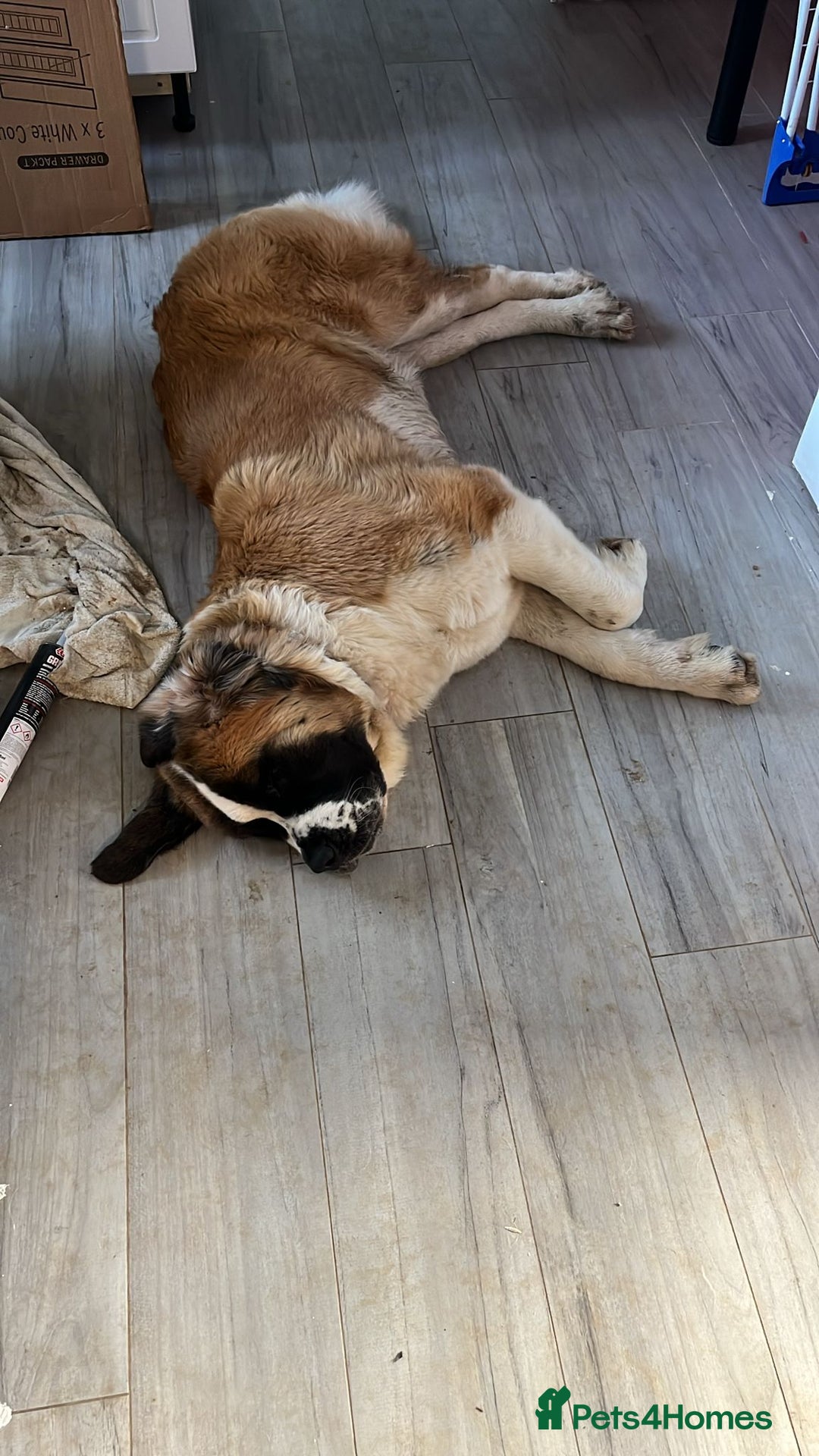 Saint Bernard dogs for sale: Saint for Rehoming  - Advert 3