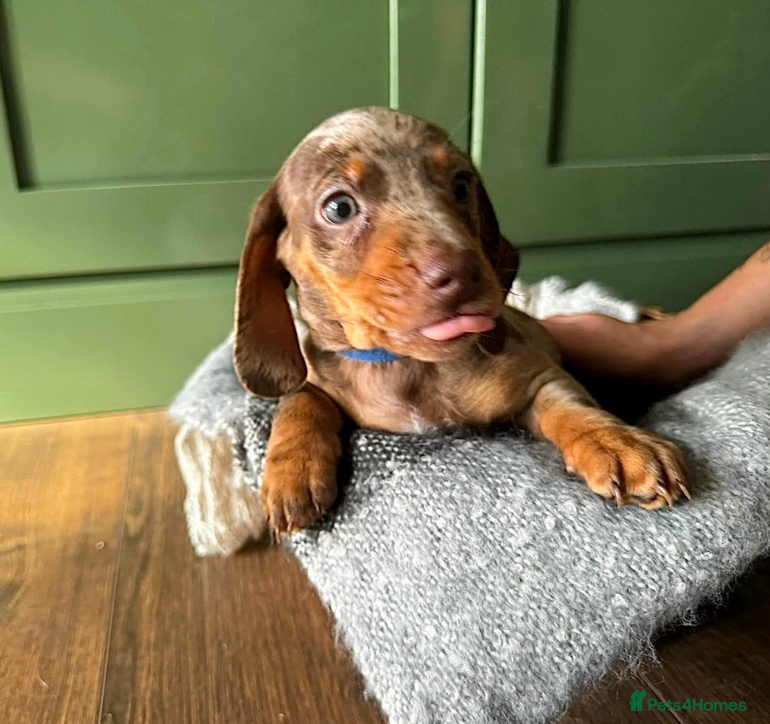 Dachshund dogs Stunning Standard Datchhound puppies    - Advert 1