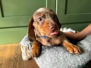 Dachshund dogs Stunning Standard Datchhound puppies - Advert 1