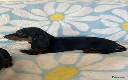 Dachshund dogs for sale: Adorable dachshund puppies ready to leave - Image 5