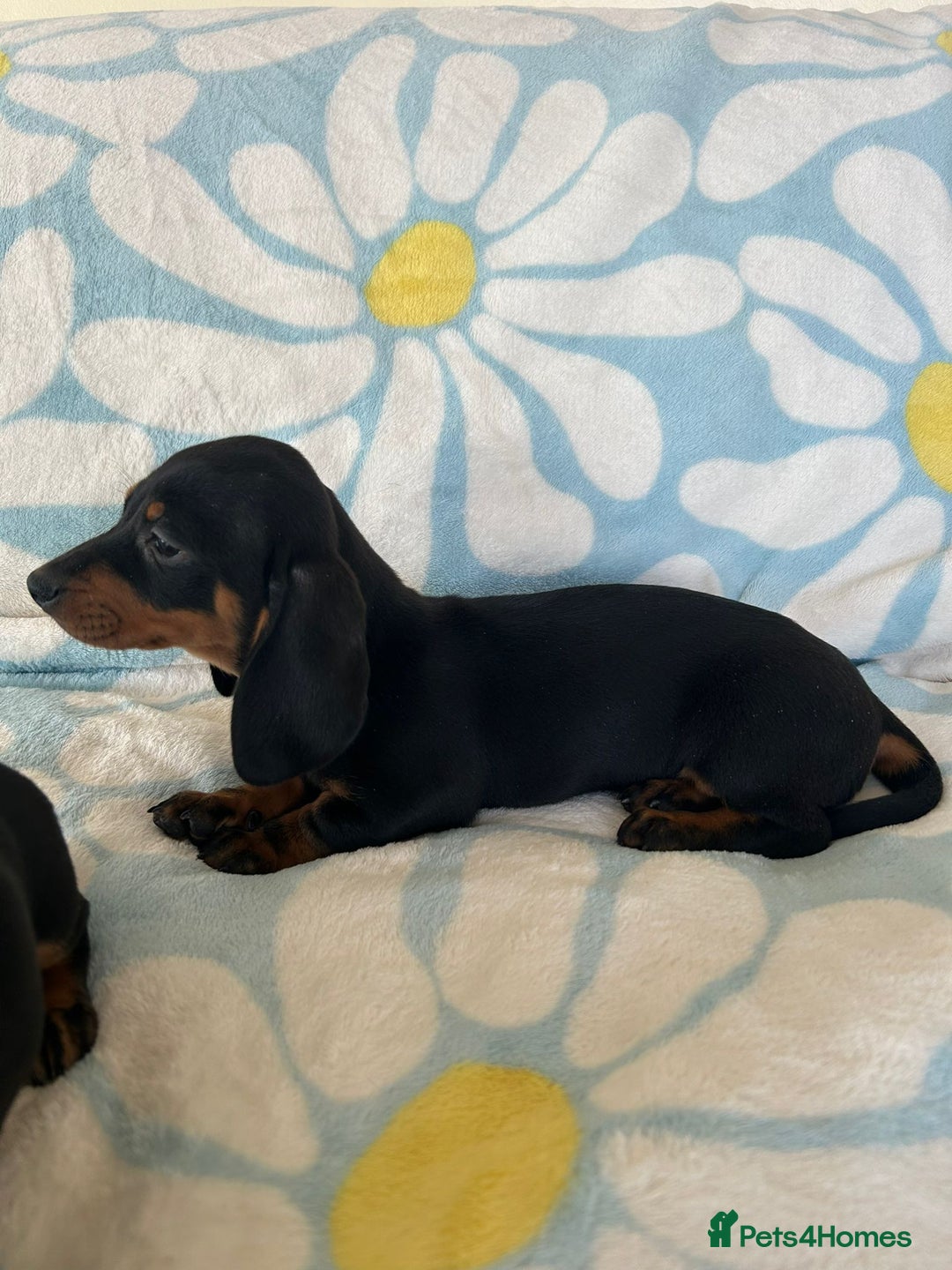 Dachshund dogs for sale: Adorable dachshund puppies ready to leave - Image 5