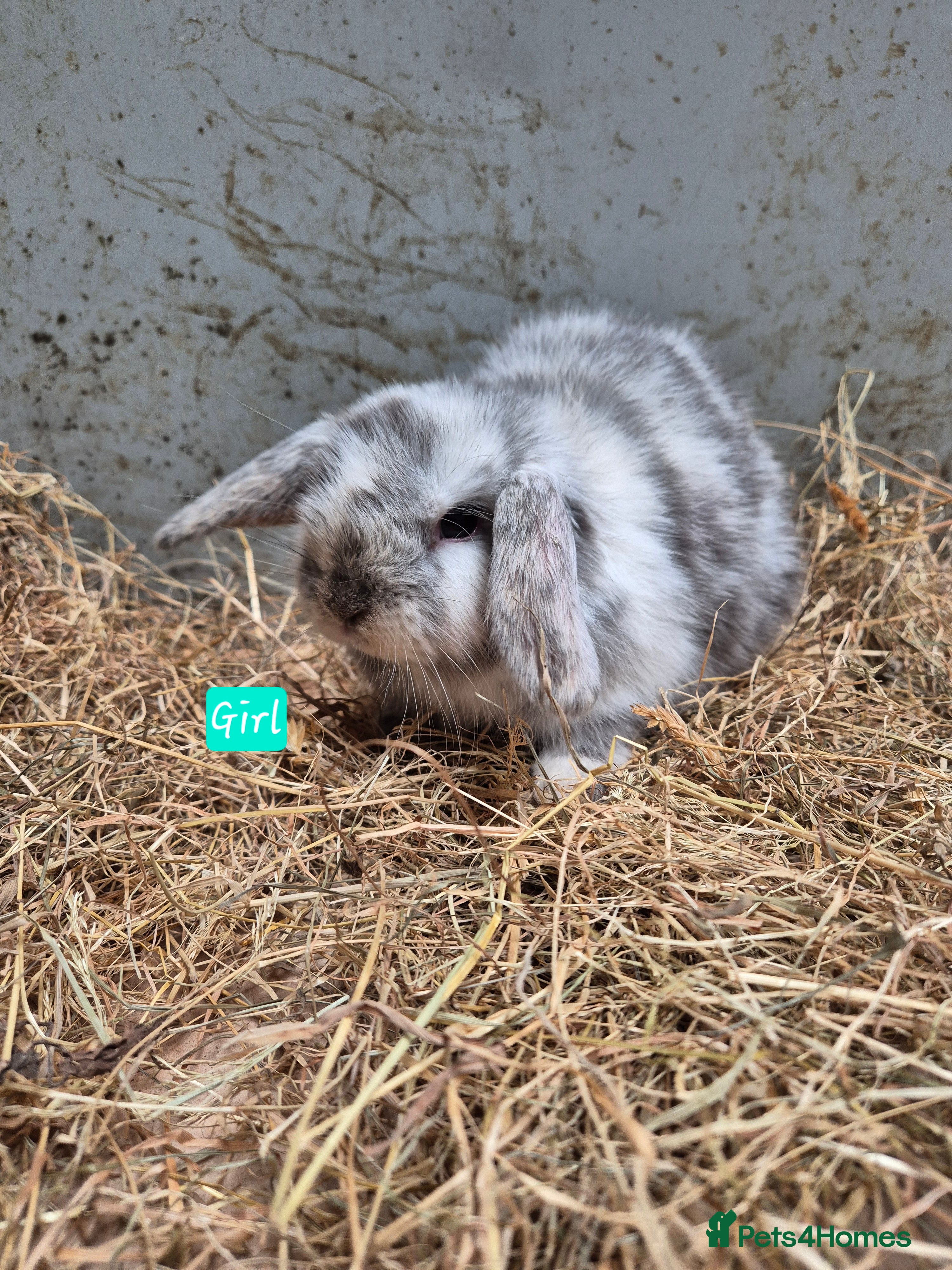 Mini Lop rabbits Mini Lop Bunnies - Advert 1