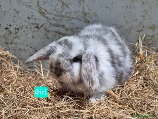 Mini Lop rabbits Mini Lop Bunnies - Advert 4