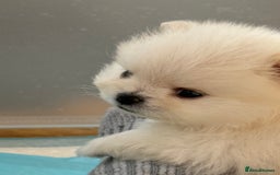 Pomeranian dogs for sale: KC Reg show quality Poms, 5 🌟 homes Only - Image 17