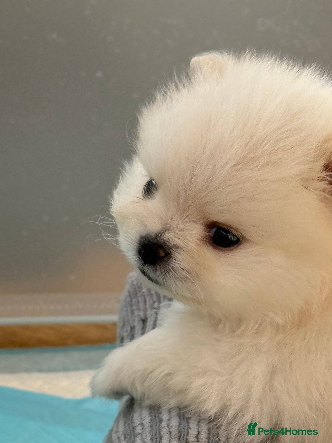 Pomeranian dogs for sale: KC Reg show quality Poms, 5 🌟 homes Only - Image 17